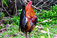 IMG_2736-scaled