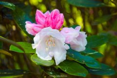 DSC_0448-scaled