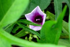 IMG_2720-scaled