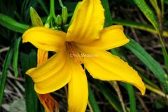 IMG_2733-scaled