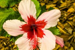IMG_2739-scaled