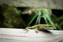 IMG_2813-scaled
